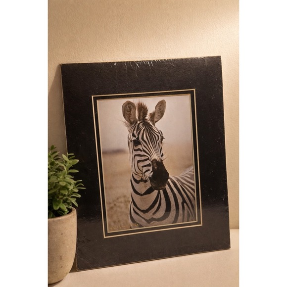 Other - Chicago Vintage 1984 Zebra Safari Photography Sealed Striped Elegance Africa Art